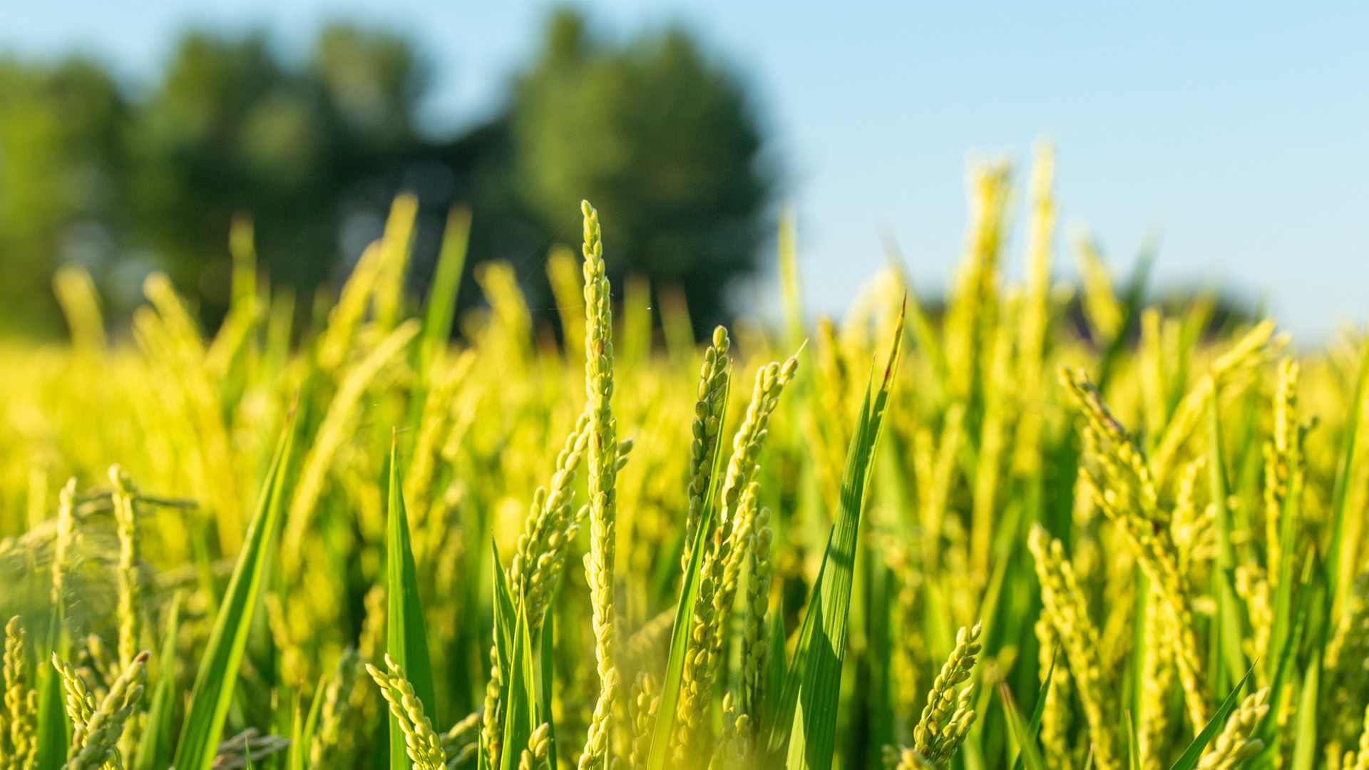 农业面源污染解决方案