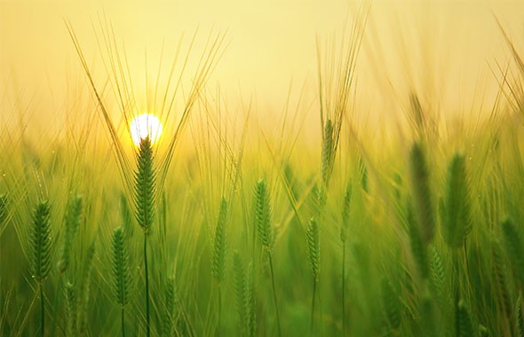 2022年中央一号文件：关于做好2022年全面推进乡村振兴重点工作的意见