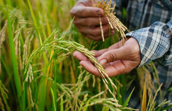 农业农村部关于落实党中央国务院2023年全面推进乡村振兴重点 工作部署的实施意见