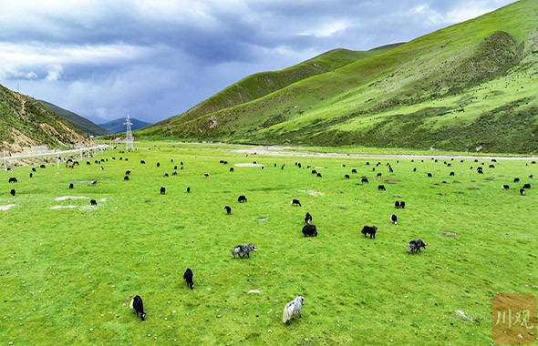 聚焦甘孜有机之州现场会①|“亚克甘孜”有机牦牛走上品牌路